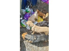 АКЦИЯ ПОМОЩИ ЖИВОТНЫМ