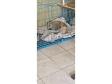 АКЦИЯ ПОМОЩИ ЖИВОТНЫМ