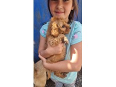 АКЦИЯ ПОМОЩИ ЖИВОТНЫМ